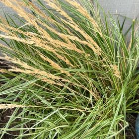 Photo of the plant species Calamagrostis arenaria by @KingpinBushlily named Luna on Greg, the plant care app