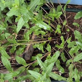 Photo of the plant species Alligatorweed by @KingpinBushlily named Huckleberry Fern on Greg, the plant care app