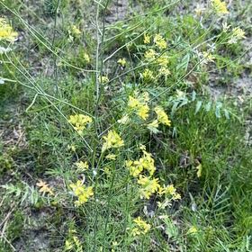 Photo of the plant species Herb Sophia by @KingpinBushlily named Clooney on Greg, the plant care app