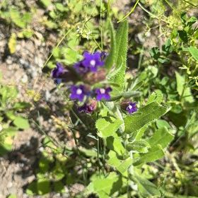 Photo of the plant species Clustered Bellflower by @KingpinBushlily named Beyonce on Greg, the plant care app
