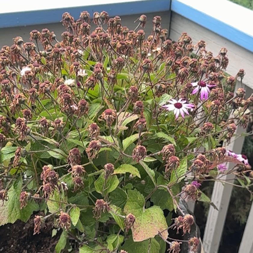 Photo of the plant species Purple Coneflower by @KingpinBushlily named Forrest on Greg, the plant care app