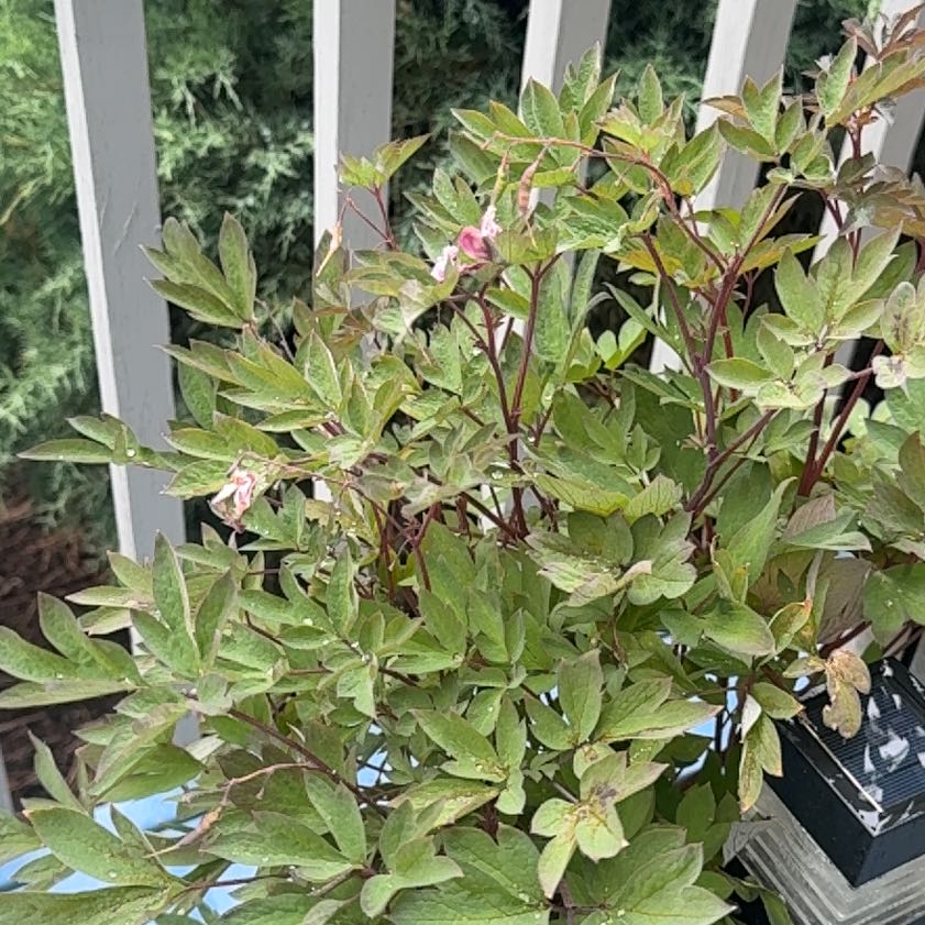 Photo of the plant species Chinese Peony by @KingpinBushlily named Sanders on Greg, the plant care app