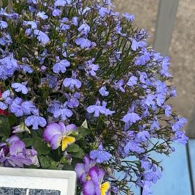 Photo of the plant species Edging Lobelia by @KingpinBushlily named Lola on Greg, the plant care app