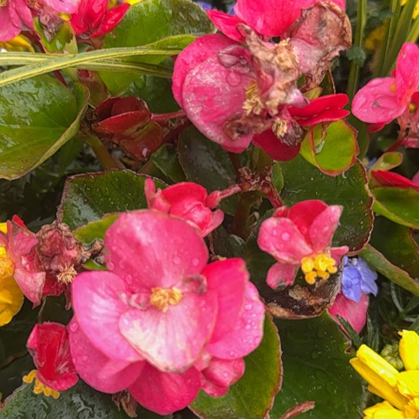 Photo of the plant species Camellia by @KingpinBushlily named Ulysses S Plant on Greg, the plant care app