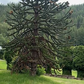 Photo of the plant species Monkey Puzzle Tree by @KingpinBushlily named Emerson on Greg, the plant care app