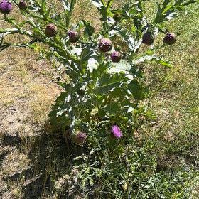 Photo of the plant species Canada Thistle by @KingpinBushlily named Zeus on Greg, the plant care app