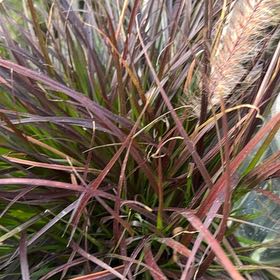 Photo of the plant species Crimson Fountaingrass by @KingpinBushlily named Khaleesi on Greg, the plant care app