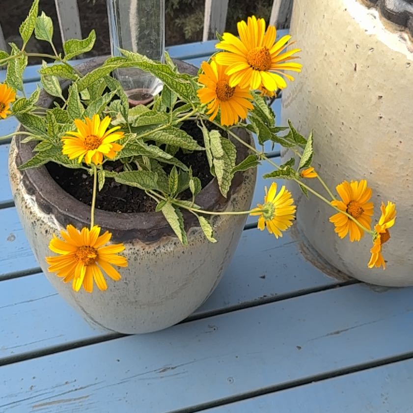 Photo of the plant species Smooth Oxeye by @KingpinBushlily named LiloStitch on Greg, the plant care app