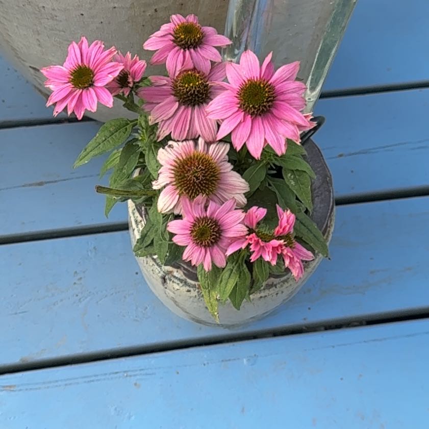 Photo of the plant species Purple Coneflower by @KingpinBushlily named Achilles on Greg, the plant care app