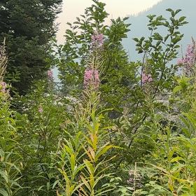 Photo of the plant species Queen of the Prairie by @KingpinBushlily named Sol on Greg, the plant care app
