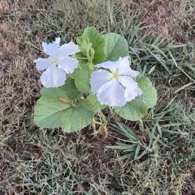 Photo of the plant species Cultivated Radish by @GrandBegoniazip named Sigmund on Greg, the plant care app