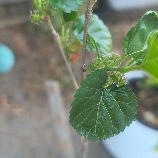 Photo of the plant species Black Mulberry by @MasculineGinger named Naomi on Greg, the plant care app