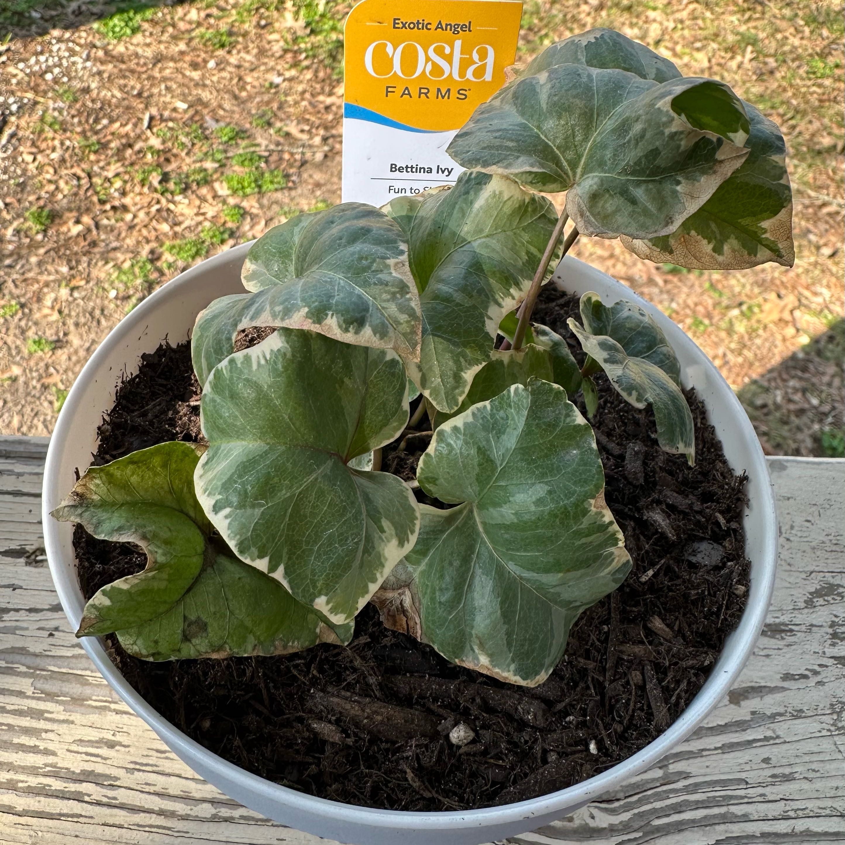 Photo of the plant species English Ivy 'Bettina' by @MoodyHouseplant named Betty on Greg, the plant care app