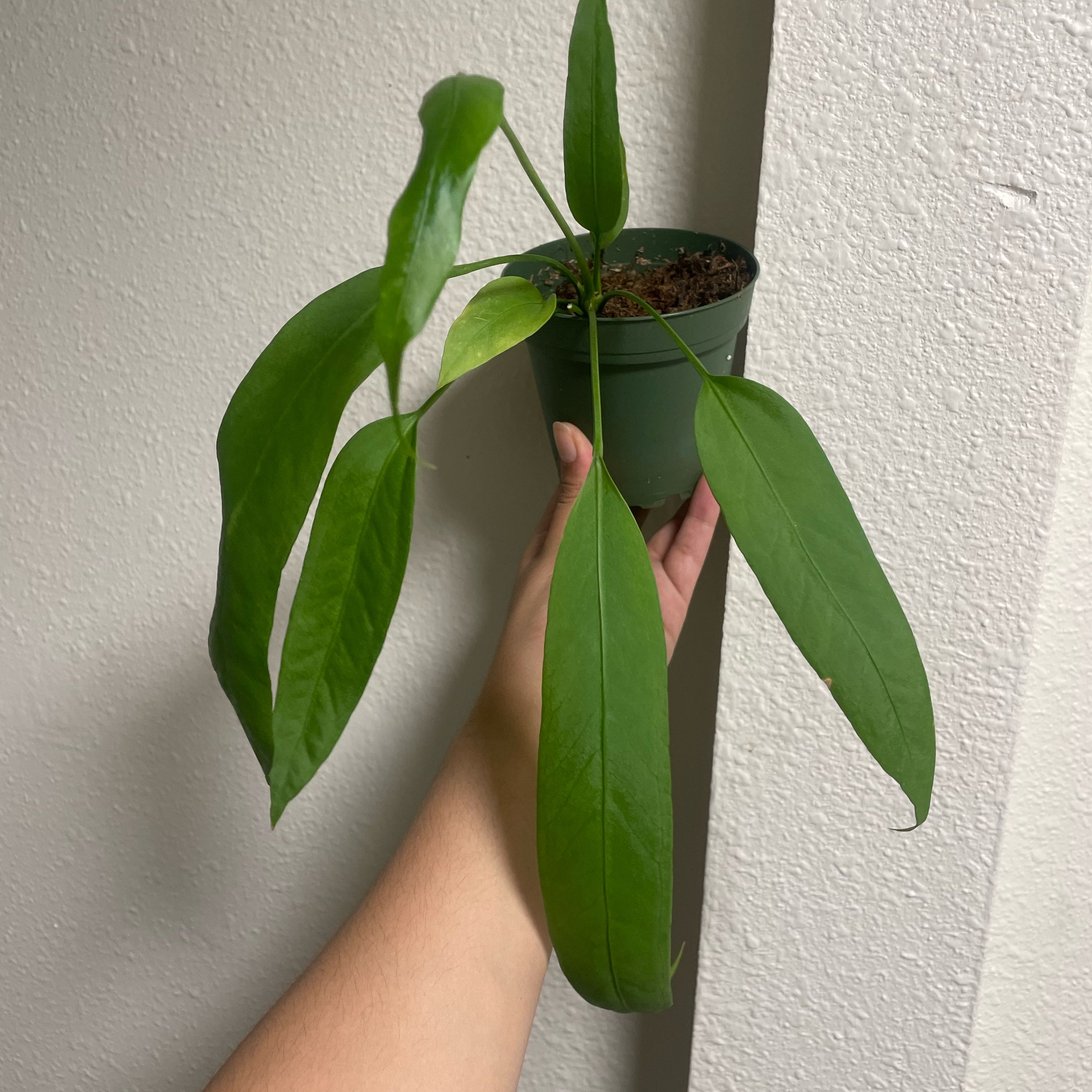 Photo of the plant species Strap Leaf Anthurium by @ActualMatagouri named Robert Plant on Greg, the plant care app