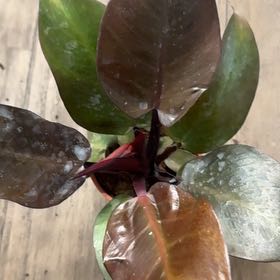 Photo of the plant species Philodendron 'Sun Red' by @TeachableTozzia named Sage on Greg, the plant care app
