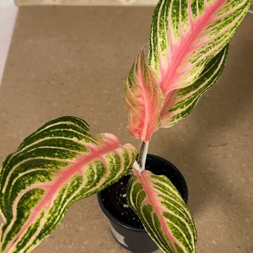 Photo of the plant species Aglaonema ‘Panama Pink’ by @TeachableTozzia named Leaf Erickson on Greg, the plant care app