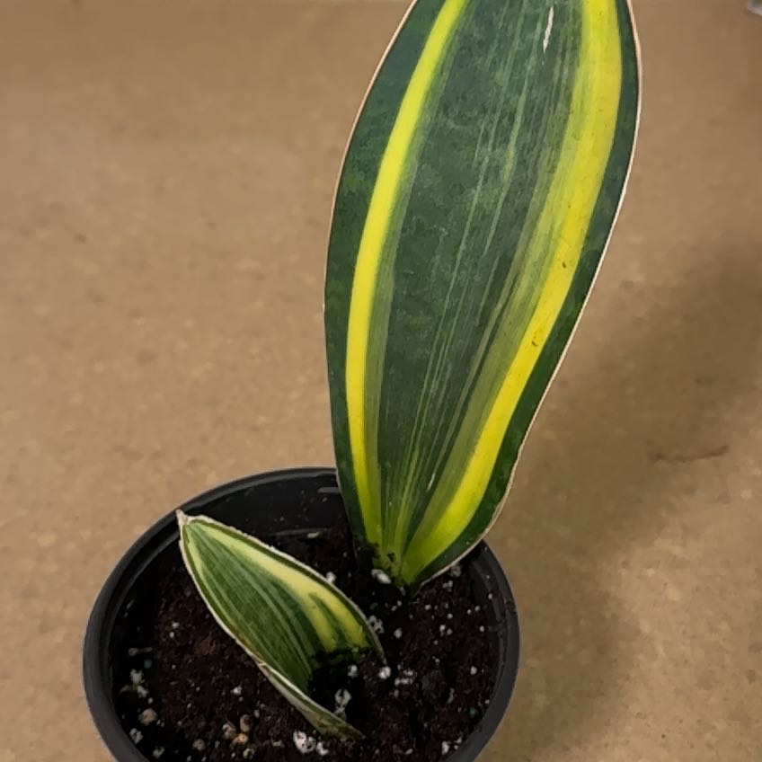 Photo of the plant species Variegated Whale Fin by @TeachableTozzia named Terra on Greg, the plant care app