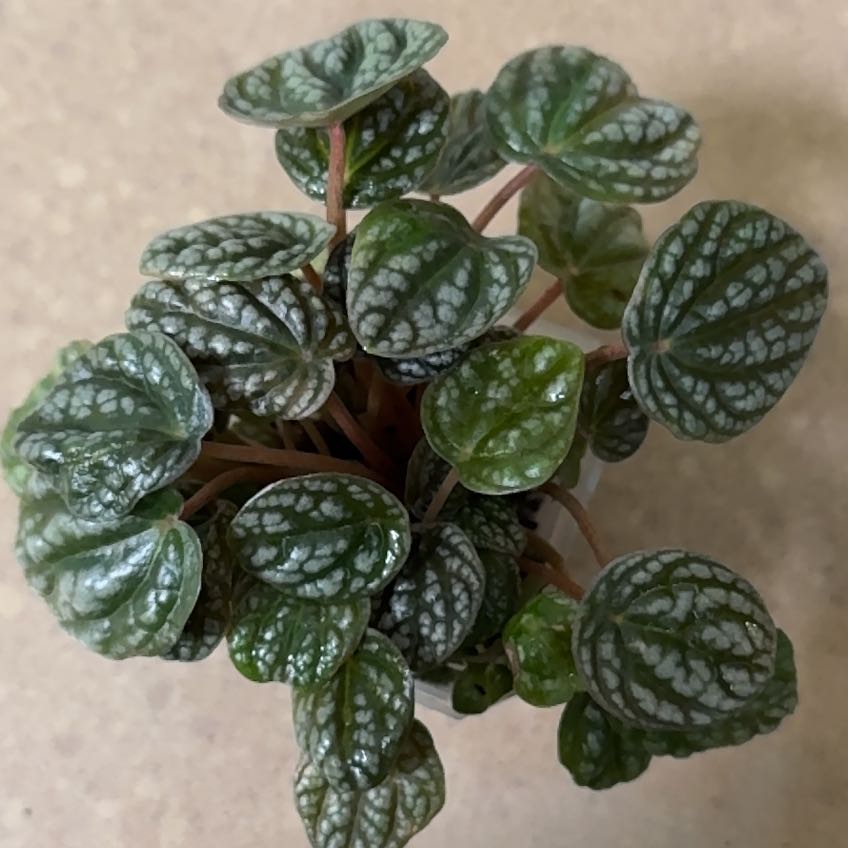 Photo of the plant species Peperomia Burbella by @TeachableTozzia named Clooney on Greg, the plant care app