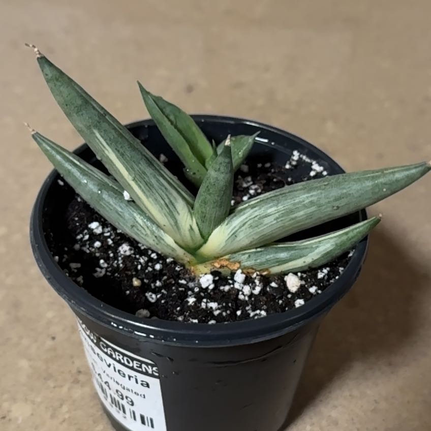 Photo of the plant species Variegated Starfish Snakeplant by @TeachableTozzia named Shakira on Greg, the plant care app