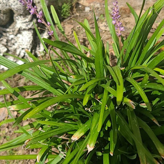 Photo of the plant species Big Blue Lilyturf by @HonoraryOlneya named Mollie on Greg, the plant care app
