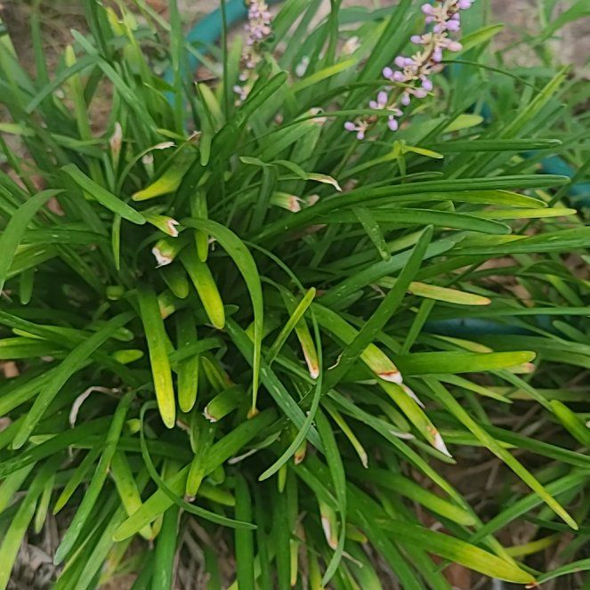 Photo of the plant species Big Blue Lilyturf by @HonoraryOlneya named ChloroPhil on Greg, the plant care app