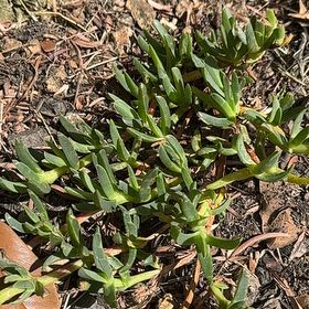 Photo of the plant species Beach Bananas by @HeroFriarscowl named Winston on Greg, the plant care app