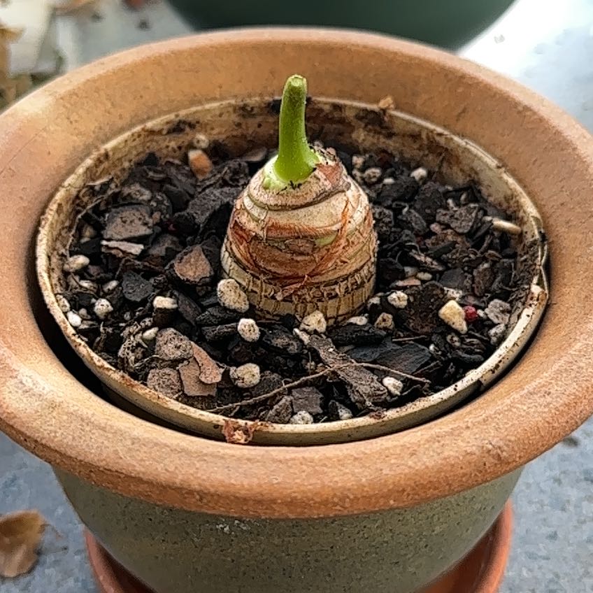 Photo of the plant species Elephant Ears by @HeroFriarscowl named Sigmund on Greg, the plant care app