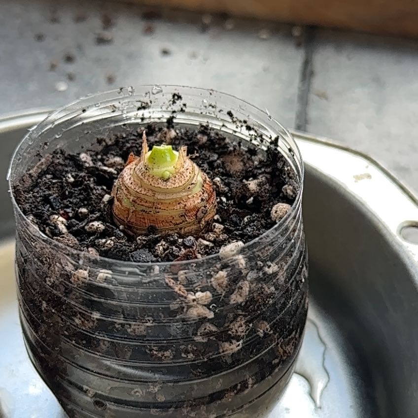 Photo of the plant species elepant ears by @HeroFriarscowl named Messi on Greg, the plant care app