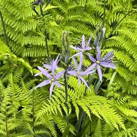 Photo of the plant species St Bernard's Lily by @DeluxeKoa30 named Sigmund on Greg, the plant care app