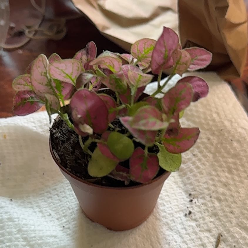 Photo of the plant species Fittonia 'Firetail' by @ModestCorn73 named Gomez on Greg, the plant care app