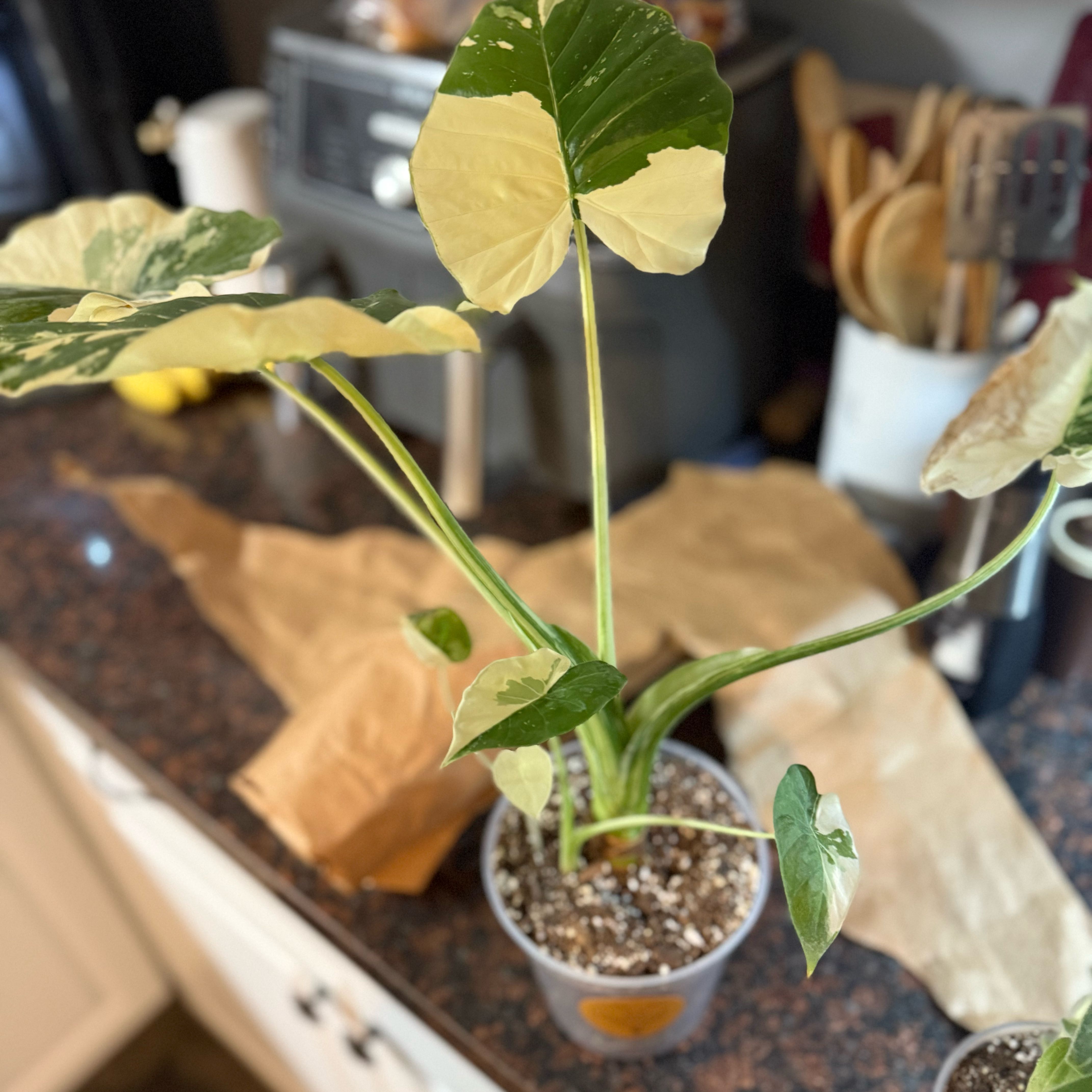 Photo of the plant species Alocasia gageana 'Albo' by @ProphetSilkvine named Xena on Greg, the plant care app