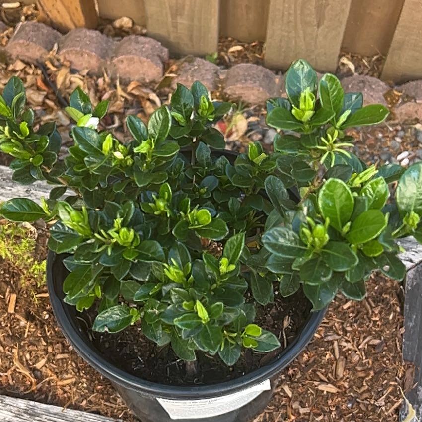 Photo of the plant species Kleim's Hardy Gardenia by @SparklyFuscia85 named Marilyn on Greg, the plant care app