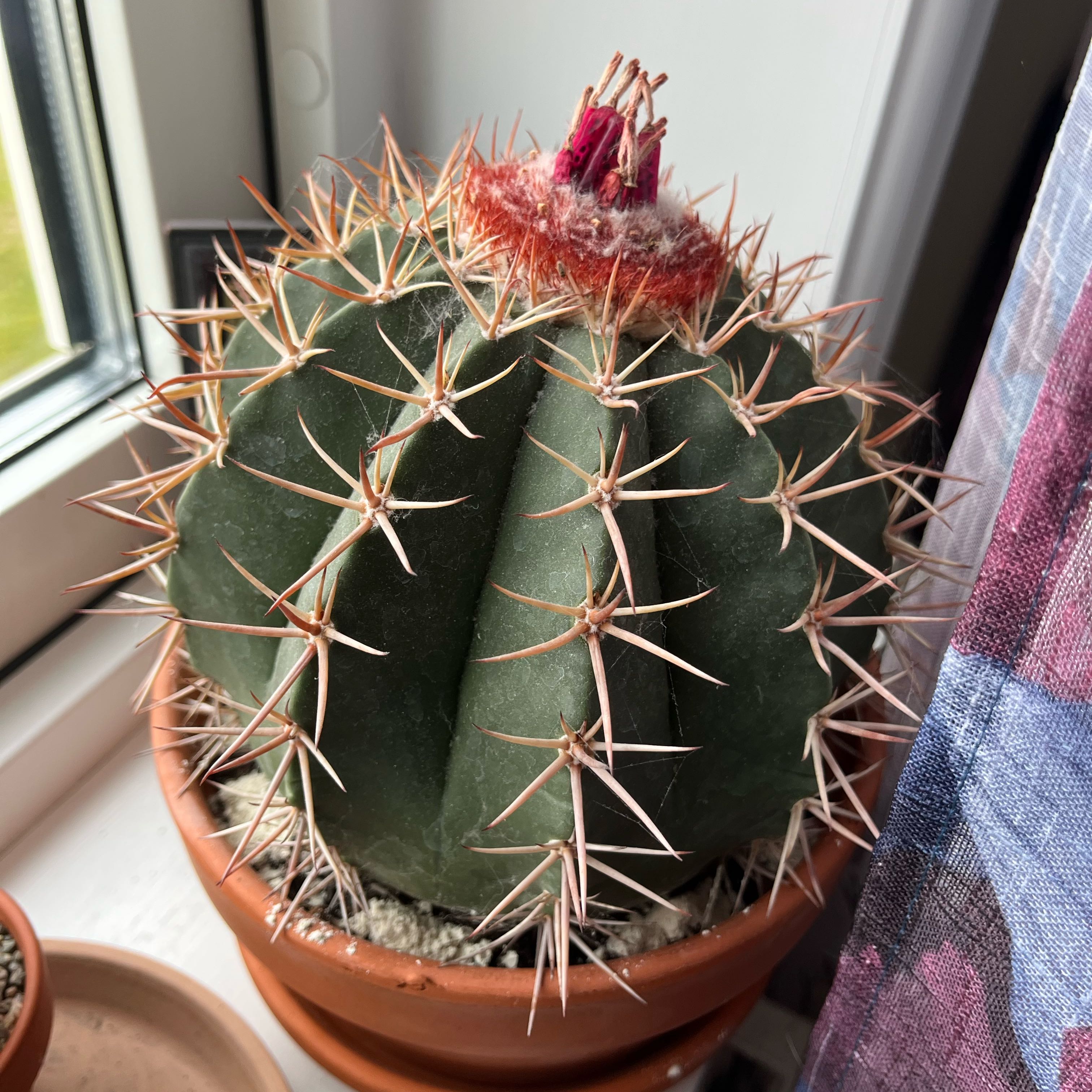 Photo of the plant species melon cactus by @NurseGinseng83 named Winston on Greg, the plant care app
