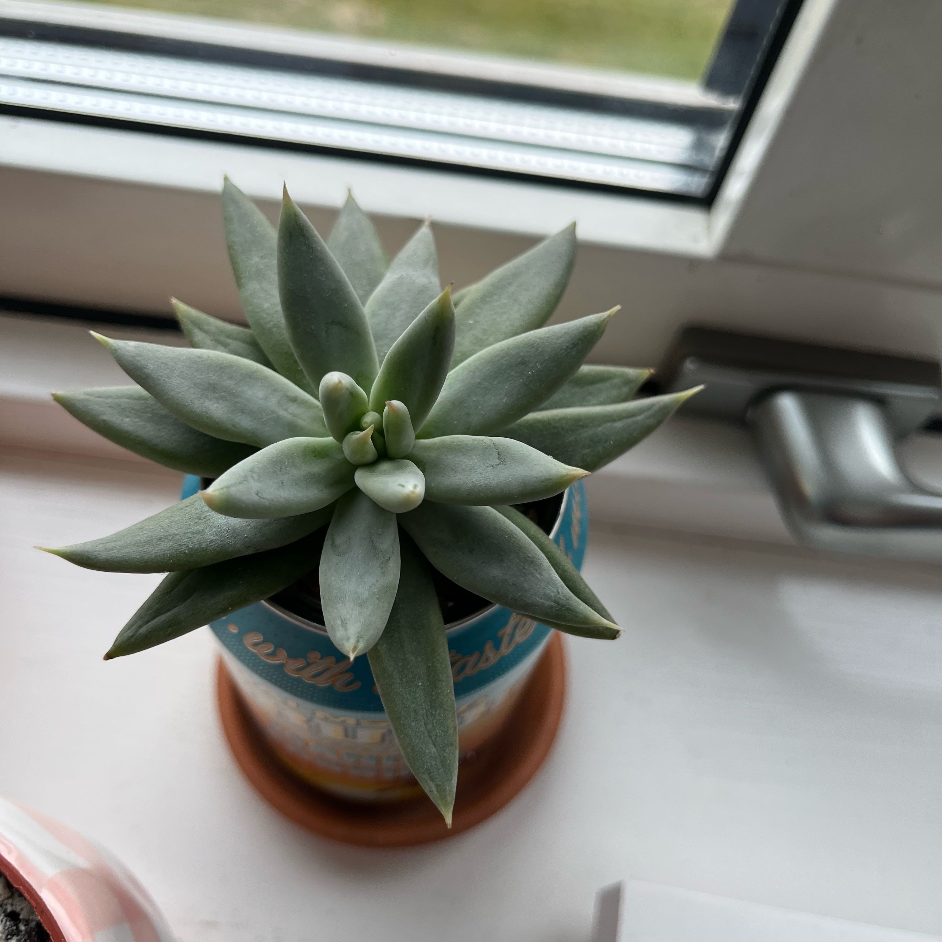 Photo of the plant species Echeveria tolimanensis by @NurseGinseng83 named Emerson on Greg, the plant care app
