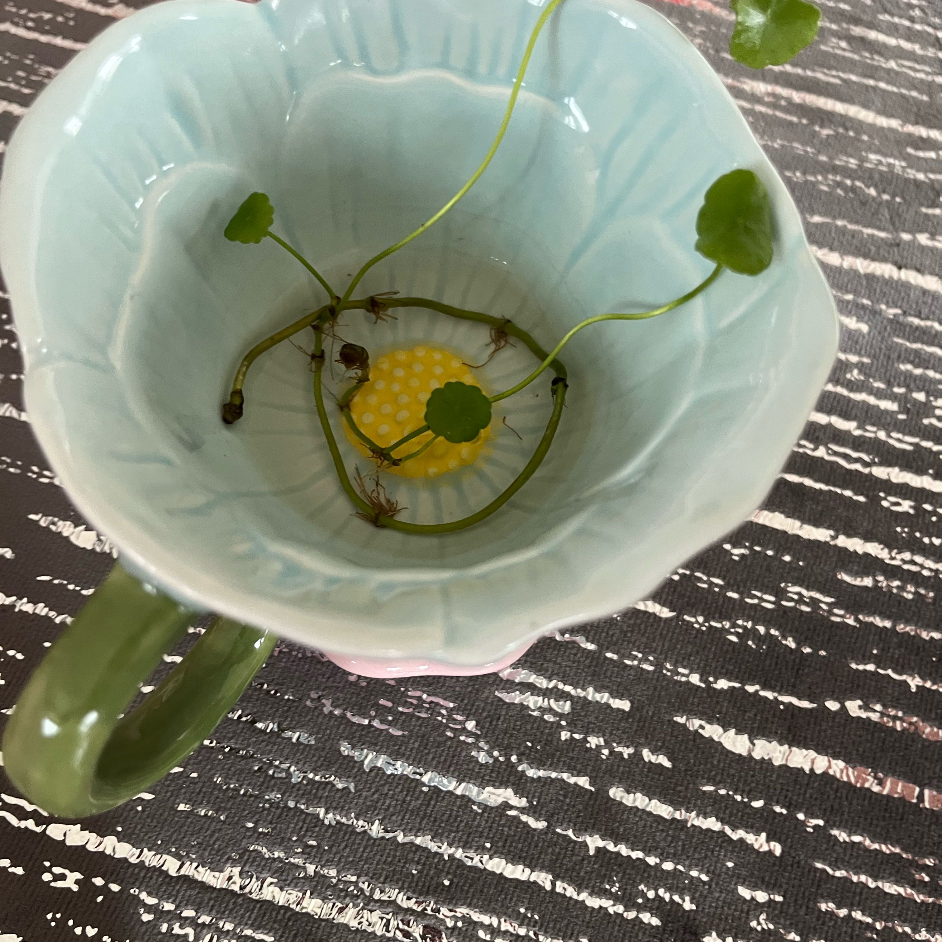 Photo of the plant species Marsh Pennywort by @NurseGinseng83 named Austen on Greg, the plant care app