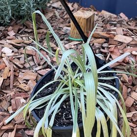 Photo of the plant species Billy Buttons by @StackedTearose named Beckham on Greg, the plant care app