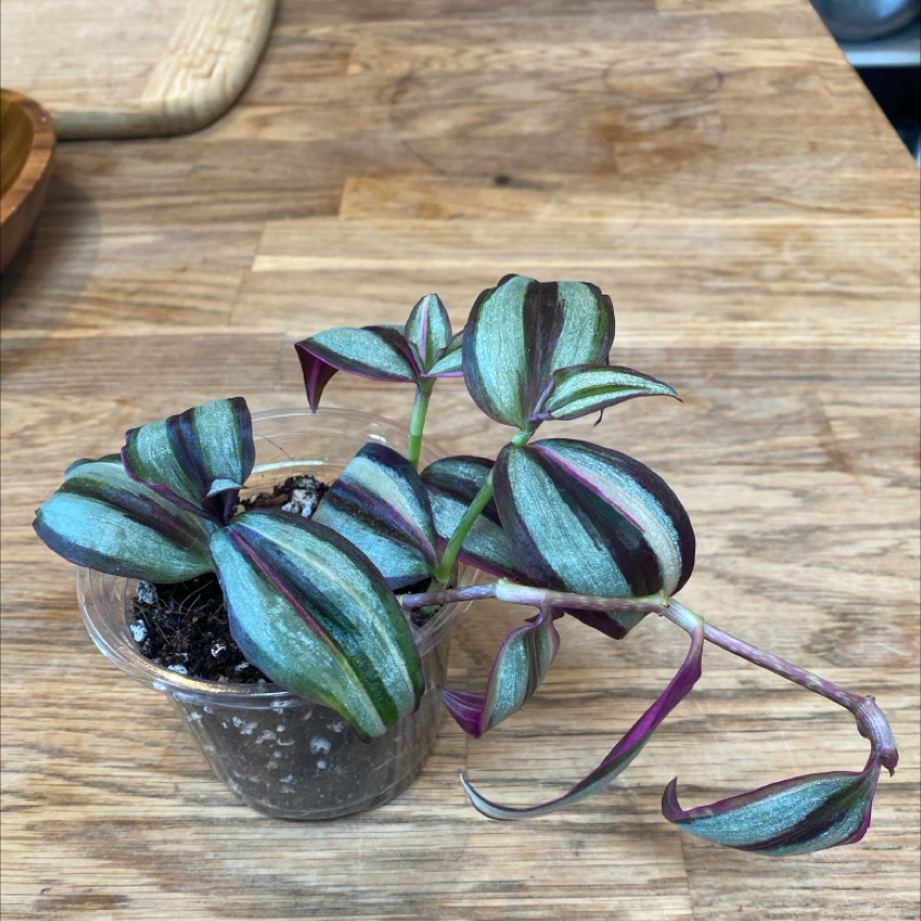 Photo of the plant species Tradescantia Zebrina Quadricolor by Leah named Tradescantia quad on Greg, the plant care app