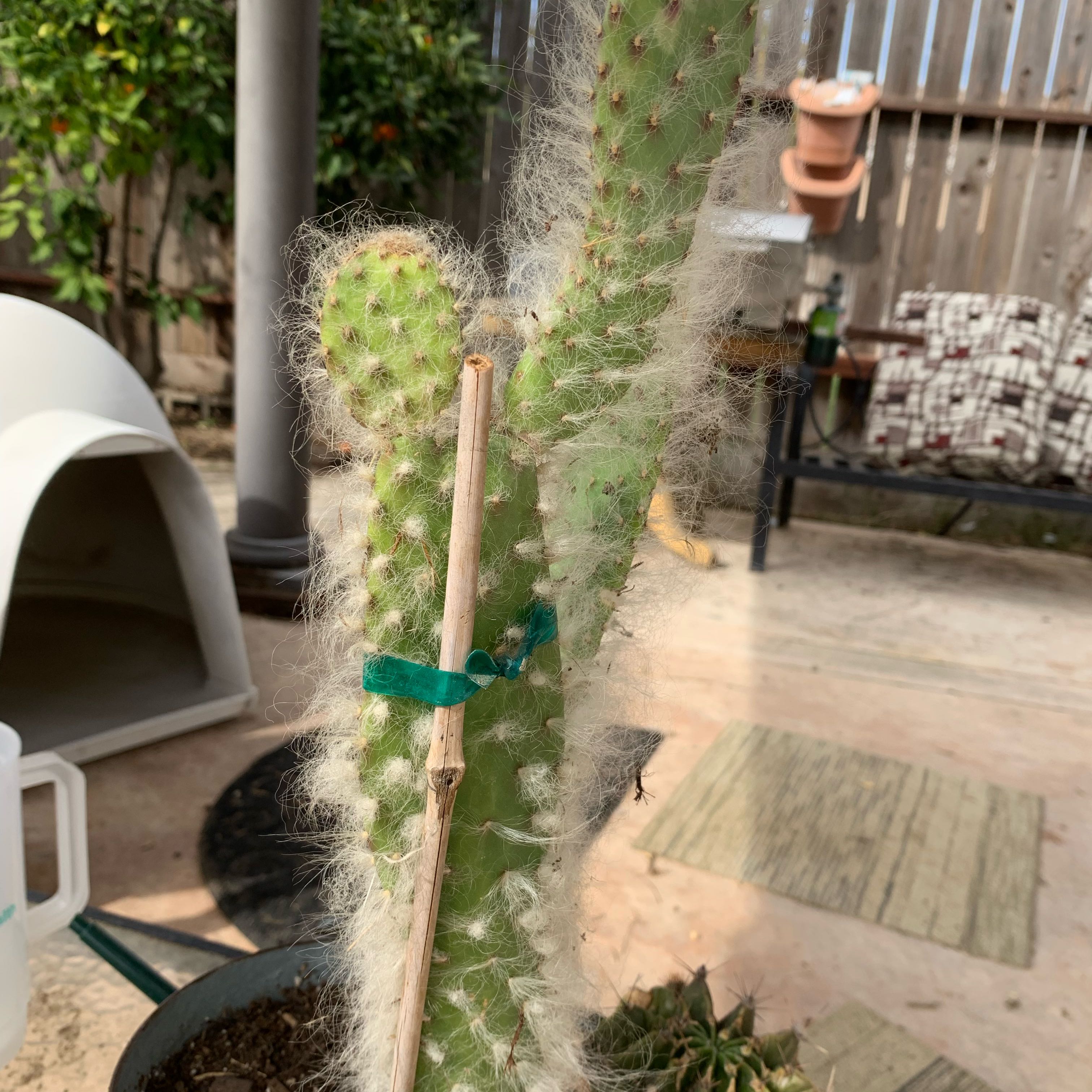 Photo of the plant species Opuntia 'Snow Cactus' by @euphorbiarubber named Homer on Greg, the plant care app