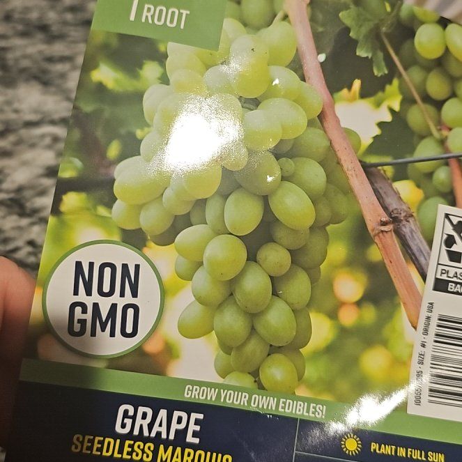 Photo of the plant species Vitis Labrusca by @FullSempervivum named Keanu Leaves on Greg, the plant care app