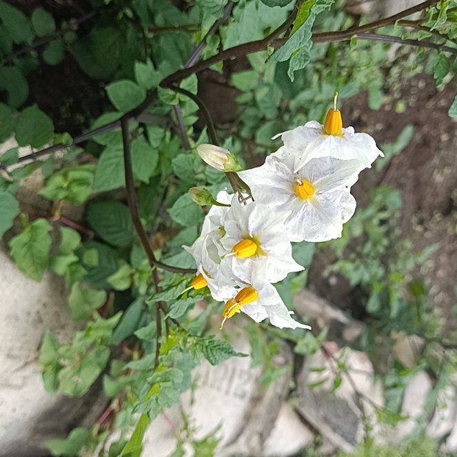 Photo of the plant species Sticky Nightshade by @StirringMahoe named Lola on Greg, the plant care app