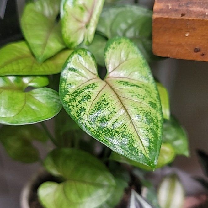 Photo of the plant species Bob Allusion Arrowhead Plant by @GodsendWorm named Achilles on Greg, the plant care app