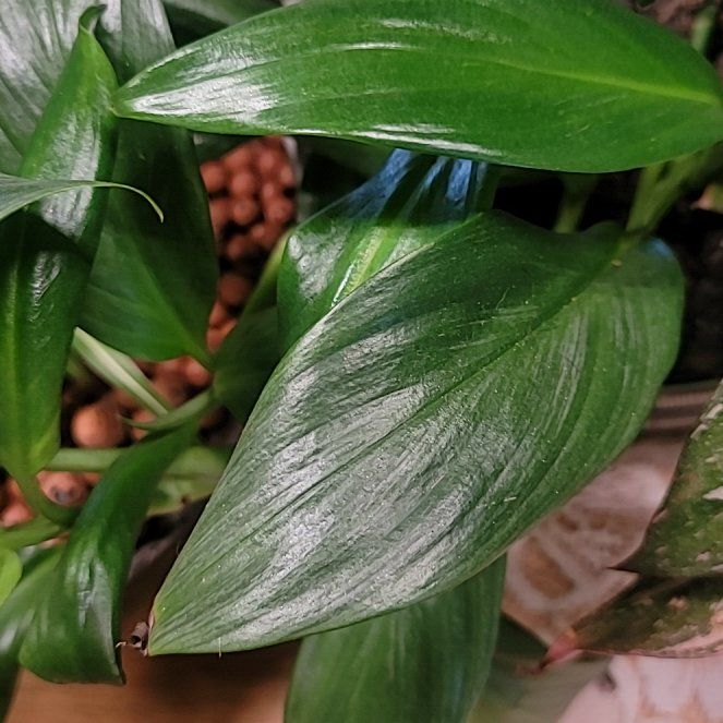 Photo of the plant species Epipremnum 'Silver Stripe' by @GodsendWorm named Demi on Greg, the plant care app
