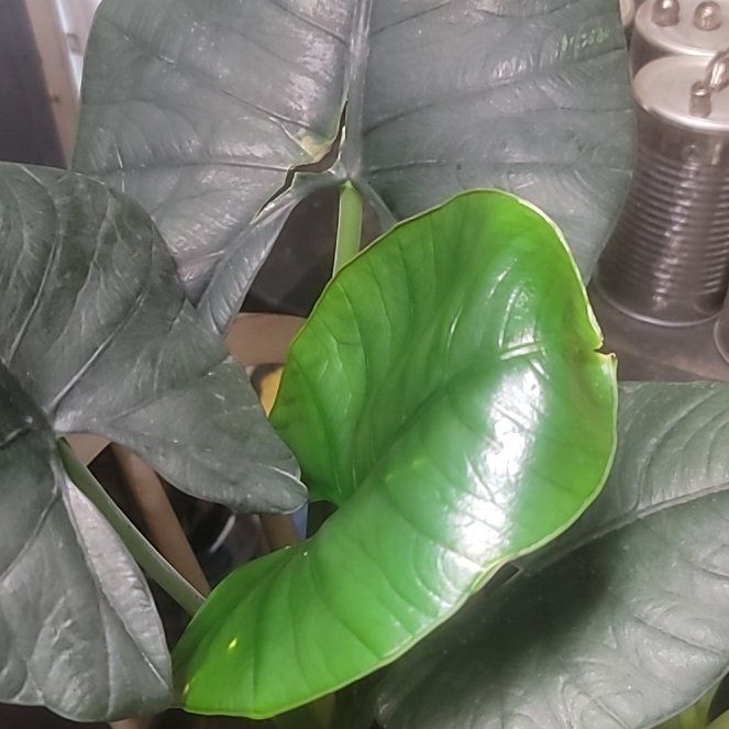 Photo of the plant species Alocasia Reginae Black by @GodsendWorm named Leaf Erickson on Greg, the plant care app
