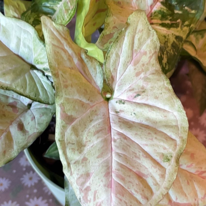 Photo of the plant species Arrowhead by @PNWladybug named James Dean on Greg, the plant care app
