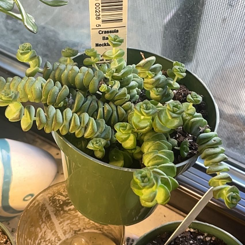 Photo of the plant species Crassula 'Baby Necklace' by @GermaneDracaena named Ronaldo on Greg, the plant care app