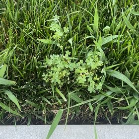 Photo of the plant species Cancer Weed by @BabyScholartree named ChloroPhil on Greg, the plant care app