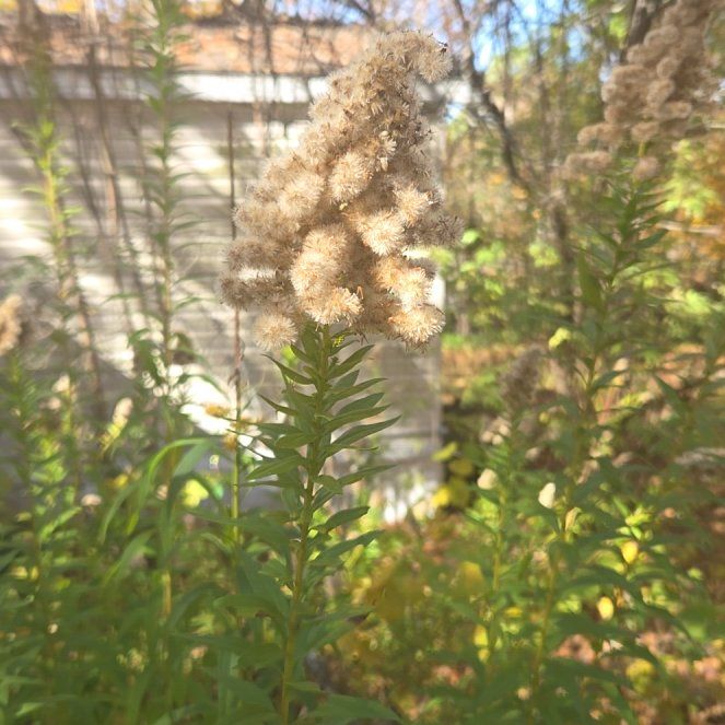 Photo of the plant species Rough Canada Goldenrod by @ReallyJellybaby named Emerson on Greg, the plant care app