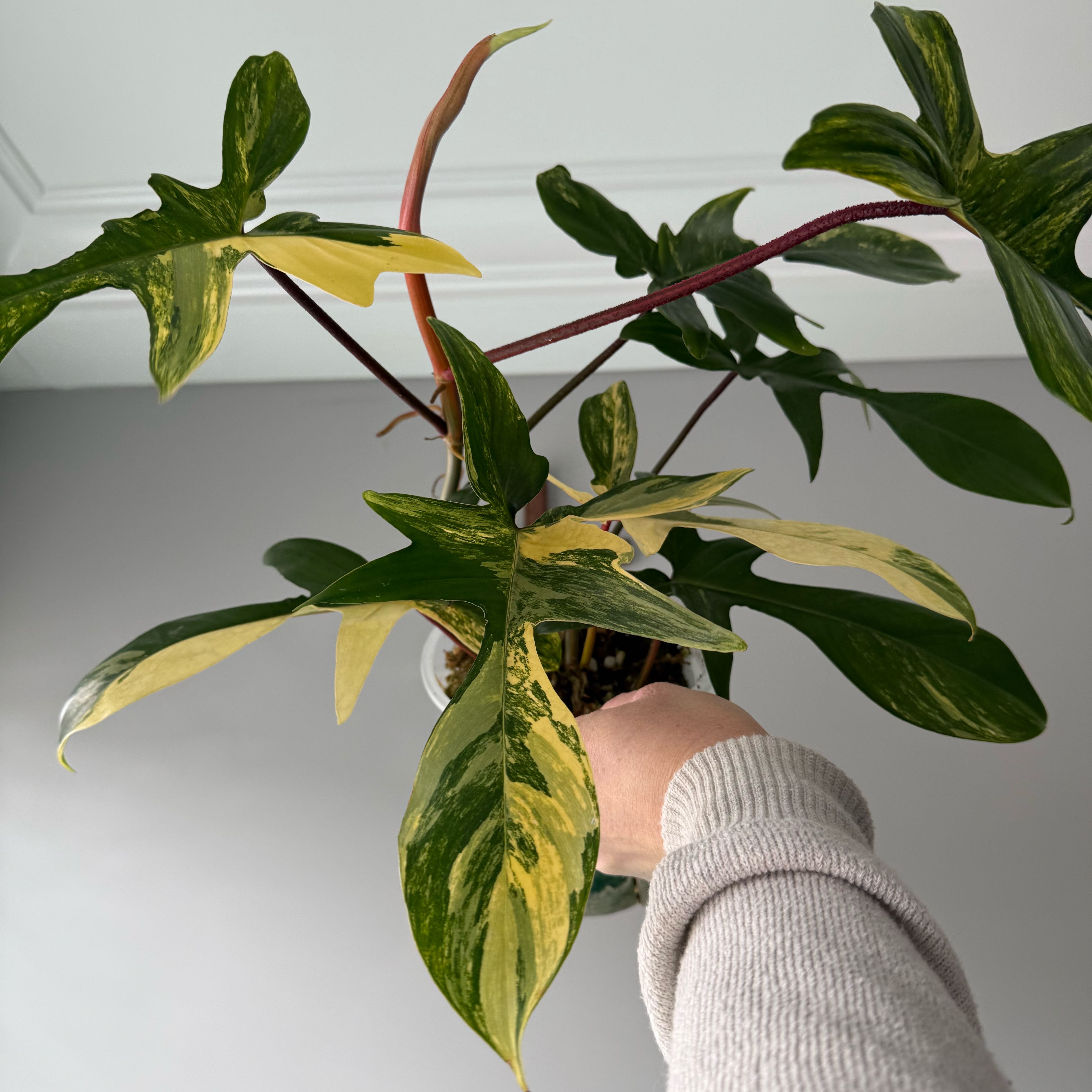 Photo of the plant species Flordia Beauty Variegated by @YesTricolor28 named Emerson on Greg, the plant care app