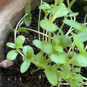 Photo of the plant species Zinnias by @BetterBegonia named Robert Plant on Greg, the plant care app