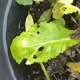 Photo of the plant species Chinese Mustard by @BetterBegonia named Clooney on Greg, the plant care app